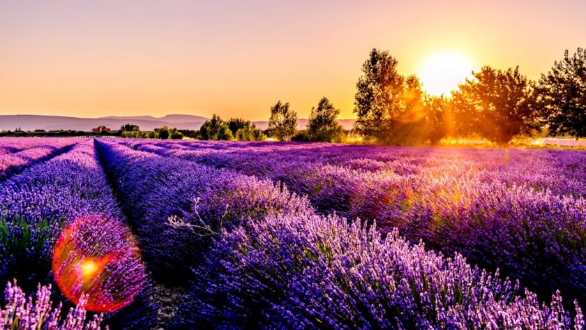 découvrez la beauté envoûtante de la provence, une région emblématique du sud de la france, célèbre pour ses paysages ensoleillés, ses champs de lavande, ses villages pittoresques et sa délicieuse cuisine. explorez des sites historiques, savourez des vins renommés et laissez-vous séduire par l'art de vivre provençal.