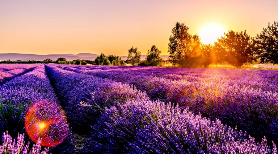 découvrez la beauté envoûtante de la provence, une région emblématique du sud de la france, célèbre pour ses paysages ensoleillés, ses champs de lavande, ses villages pittoresques et sa délicieuse cuisine. explorez des sites historiques, savourez des vins renommés et laissez-vous séduire par l'art de vivre provençal.