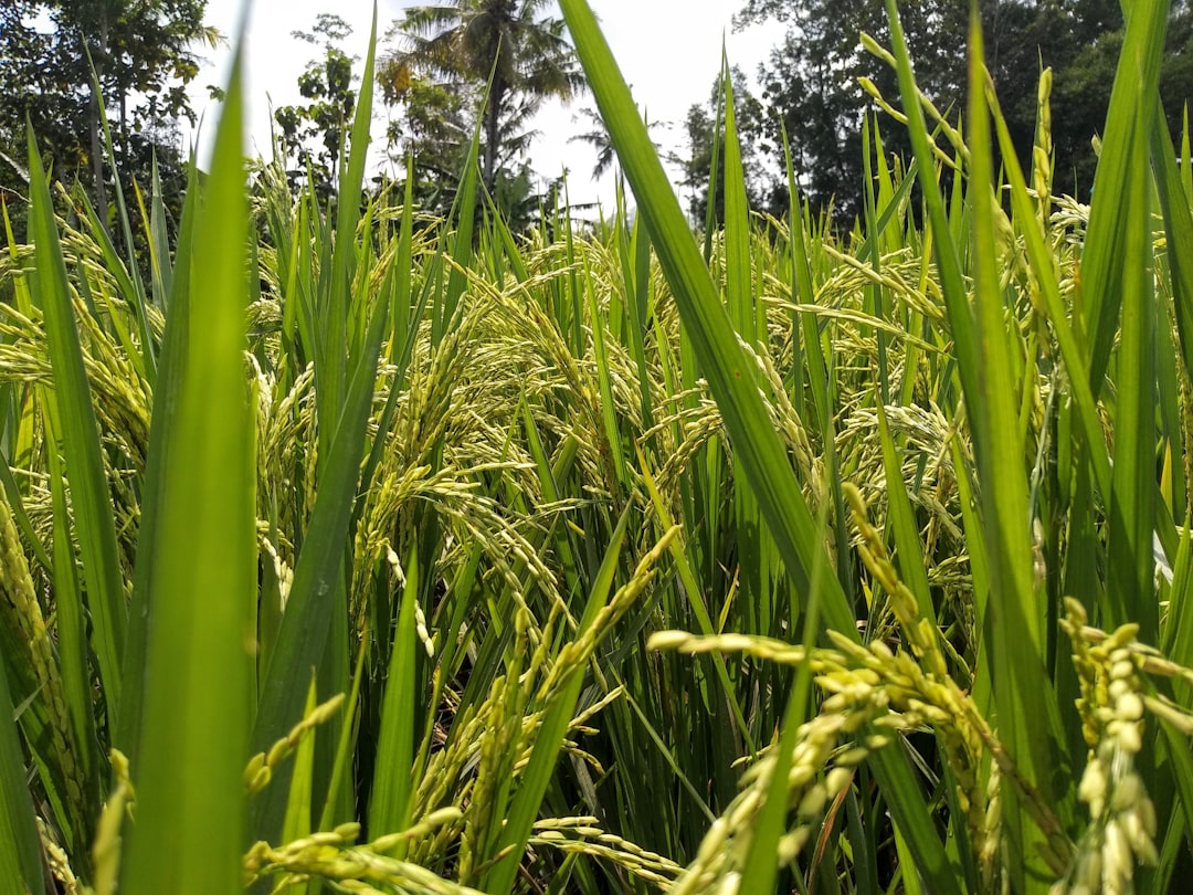 découvrez le riz, cet aliment de base à travers le monde, riche en saveurs et en bienfaits nutritionnels. explorez les différentes variétés, recettes savoureuses et astuces de cuisson pour apprécier cette céréale polyvalente dans votre cuisine.