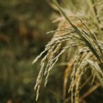 découvrez l'univers du riz : variétés, recettes savoureuses et astuces de cuisson pour sublimer ce grain polyvalent dans vos plats du quotidien.