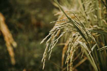découvrez l'univers du riz : variétés, recettes savoureuses et astuces de cuisson pour sublimer ce grain polyvalent dans vos plats du quotidien.