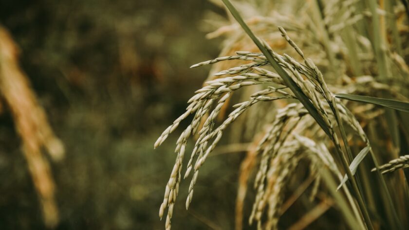 découvrez l'univers du riz : variétés, recettes savoureuses et astuces de cuisson pour sublimer ce grain polyvalent dans vos plats du quotidien.
