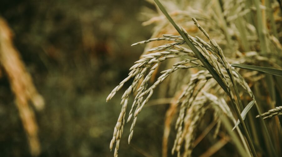 découvrez l'univers du riz : variétés, recettes savoureuses et astuces de cuisson pour sublimer ce grain polyvalent dans vos plats du quotidien.