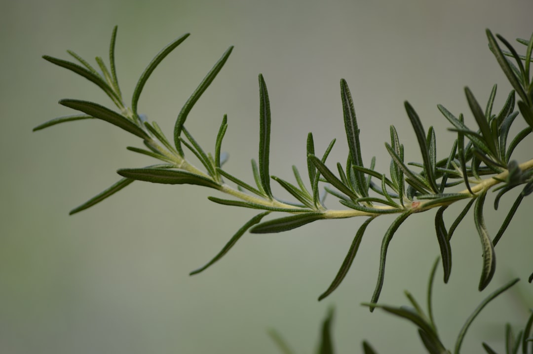 découvrez le romarin, une plante aromatique aux multiples bienfaits. utilisé en cuisine pour rehausser vos plats, le romarin apporte également des vertus médicinales. apprenez à l'utiliser et à profiter de ses propriétés dans votre quotidien.