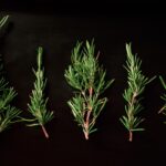 découvrez les bienfaits du romarin, une plante aromatique aux propriétés médicinales étonnantes. apprenez comment l'utiliser en cuisine et dans vos remèdes naturels pour améliorer votre santé et rehausser vos plats.