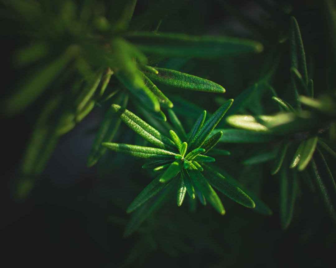 découvrez le romarin, une herbe aromatique aux multiples vertus. utilisée en cuisine pour rehausser vos plats, mais aussi en médecines douces pour ses propriétés bénéfiques, le romarin est l'ingrédient idéal pour ajouter saveur et bien-être à votre quotidien.