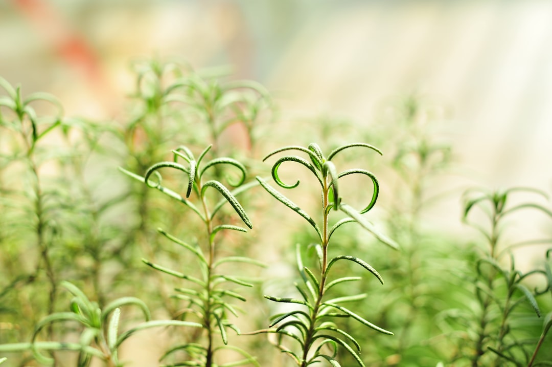 découvrez le romarin, une herbe aromatique prisée pour ses saveurs uniques et ses bienfaits santé. apprenez à l'utiliser en cuisine, ses propriétés médicinales et comment le cultiver chez vous.