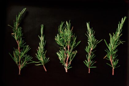 découvrez les bienfaits du romarin, une plante aromatique aux propriétés médicinales étonnantes. apprenez comment l'utiliser en cuisine et dans vos remèdes naturels pour améliorer votre santé et rehausser vos plats.