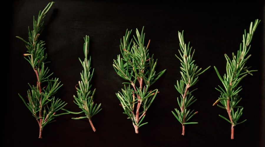 découvrez les bienfaits du romarin, une plante aromatique aux propriétés médicinales étonnantes. apprenez comment l'utiliser en cuisine et dans vos remèdes naturels pour améliorer votre santé et rehausser vos plats.