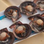 découvrez la richesse et la délicatesse des coquilles saint-jacques : un fruit de mer raffiné, idéal pour vos recettes gastronomiques. apprenez à les préparer et à les déguster pour une expérience culinaire inoubliable.