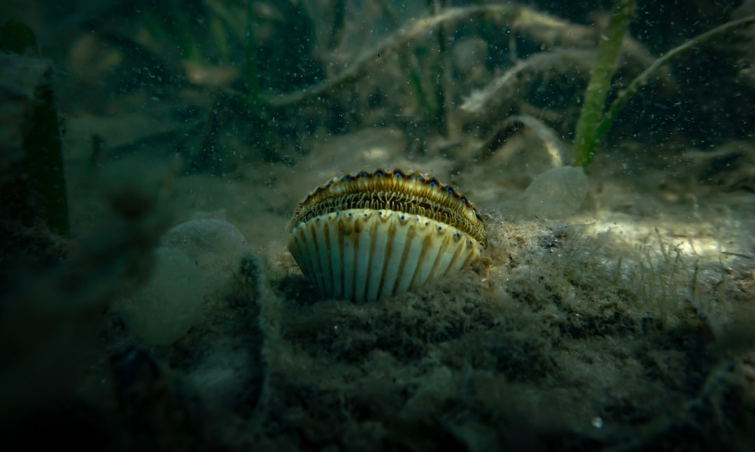 découvrez la douceur et la délicatesse des coquilles saint-jacques, des fruits de mer raffinés qui sublimeraient vos plats. apprenez à les préparer avec des recettes savoureuses et des conseils pour les cuisiner à la perfection.