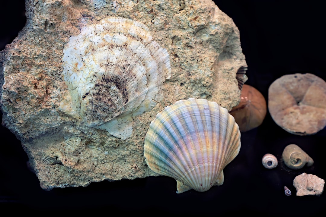 découvrez l'univers raffiné des coquilles saint-jacques : des recettes savoureuses, des conseils de préparation et des astuces de cuisine pour apprécier pleinement ce fruit de mer délicat et savoureux.