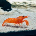 découvrez l'univers fascinant des crevettes : recettes savoureuses, conseils de cuisine et bienfaits nutritionnels. apprenez tout sur ces délices marins et comment les intégrer dans vos plats préférés.