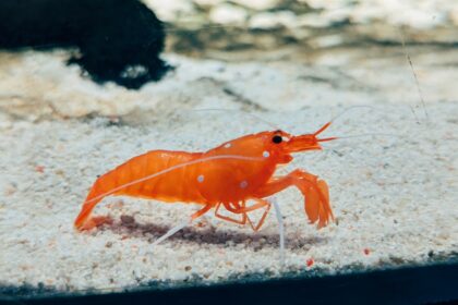 découvrez l'univers fascinant des crevettes : recettes savoureuses, conseils de cuisine et bienfaits nutritionnels. apprenez tout sur ces délices marins et comment les intégrer dans vos plats préférés.