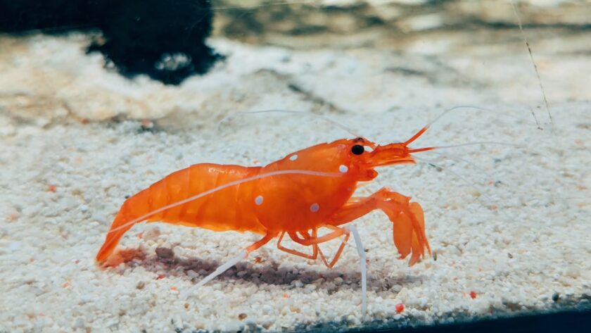 découvrez l'univers fascinant des crevettes : recettes savoureuses, conseils de cuisine et bienfaits nutritionnels. apprenez tout sur ces délices marins et comment les intégrer dans vos plats préférés.