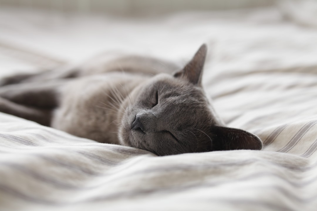 découvrez l'importance du sommeil pour votre santé et votre bien-être. apprenez des astuces pour améliorer la qualité de votre sommeil, comprendre les cycles du sommeil et optimiser votre repos chaque nuit.