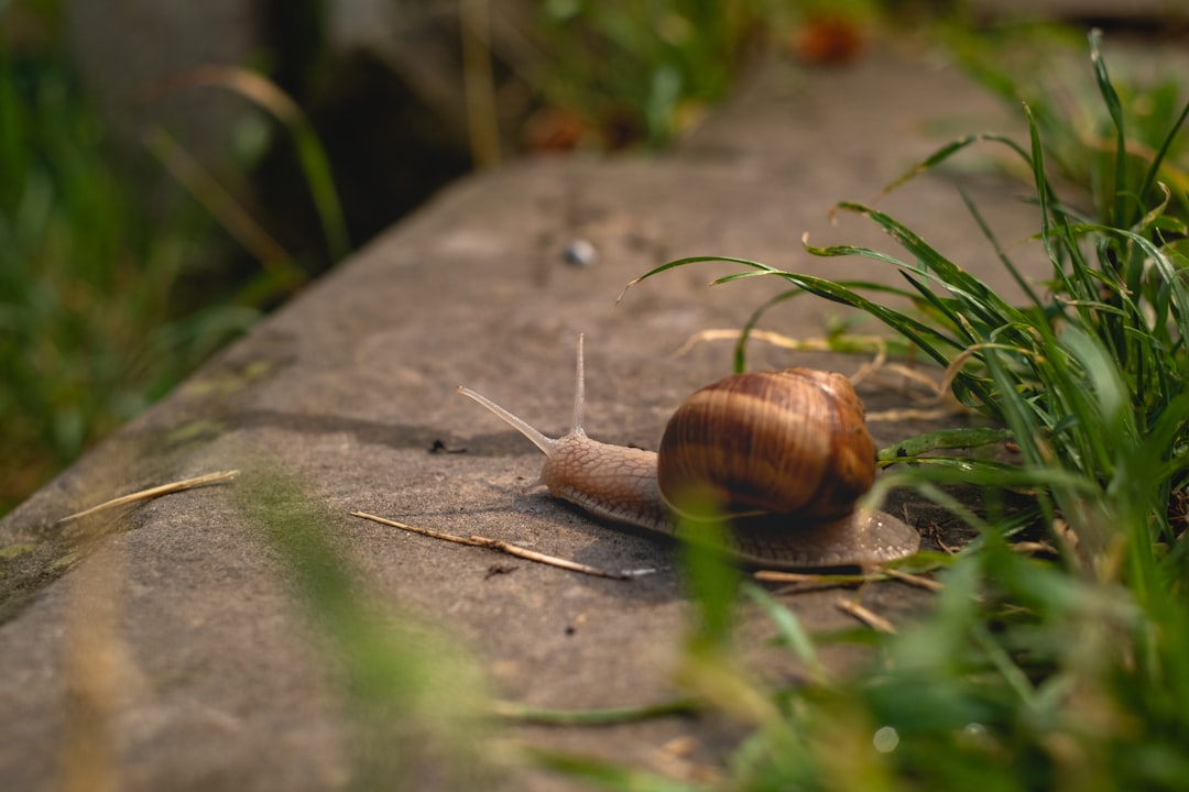 découvrez l'univers fascinant des escargots : leur habitat, leur alimentation, leurs espèces variées et leurs incroyables adaptations. plongez dans le monde des mollusques et apprenez tout sur ces créatures lentes mais fascinantes.