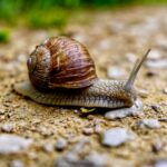 découvrez l'univers fascinant des escargots : leur biologie, leurs habitats et leur rôle dans l'écosystème. plongez dans le monde de ces créatures étonnantes et apprenez tout sur leur élevage, leurs bienfaits culinaires et les mythes qui les entourent.