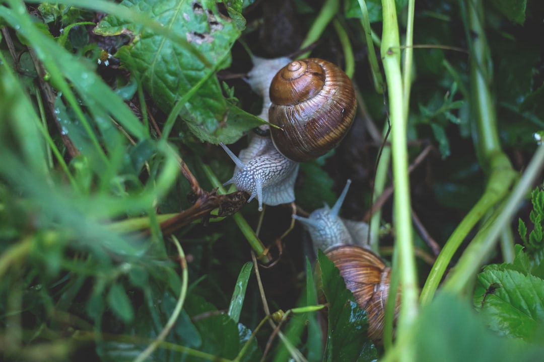 explorez l'univers fascinant des escargots, de leur habitat naturel à leur importance dans la gastronomie et l'écosystème. découvrez les différentes espèces, leurs caractéristiques uniques et comment les déguster dans des plats raffinés.