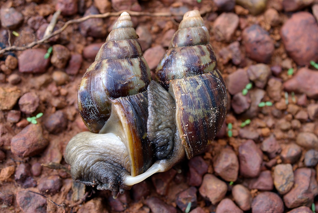 découvrez le monde fascinant des escargots, ces petites créatures à la coquille spiralée. apprenez tout sur leur habitat, leur alimentation et les bienfaits qu'ils apportent à l'écosystème. explorez les différentes espèces d'escargots et leurs usages culinaires dans la gastronomie française.