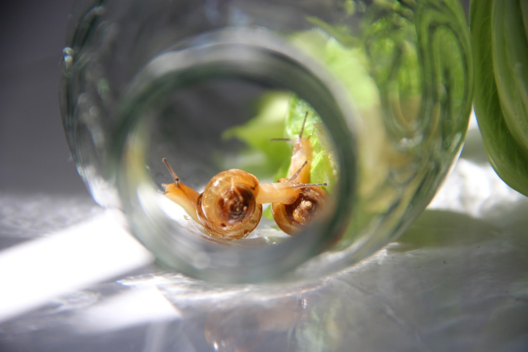 découvrez l'univers fascinant des escargots, de leur habitat naturel à leurs délicieuses recettes gastronomiques. apprenez tout sur ces mollusques adorés, leur élevage et leur rôle dans l'écosystème.