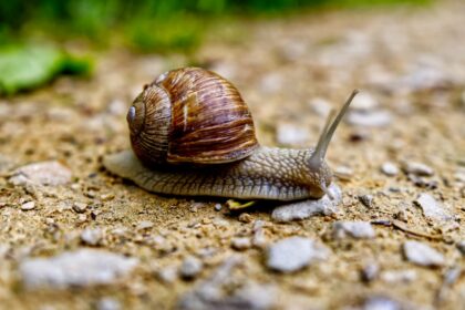 découvrez l'univers fascinant des escargots : leur biologie, leurs habitats et leur rôle dans l'écosystème. plongez dans le monde de ces créatures étonnantes et apprenez tout sur leur élevage, leurs bienfaits culinaires et les mythes qui les entourent.