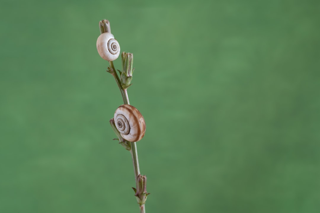 découvrez l'univers fascinant des escargots : leurs caractéristiques, leur habitat et leur rôle écologique. explorez les différentes espèces et apprenez comment ils contribuent à la biodiversité.