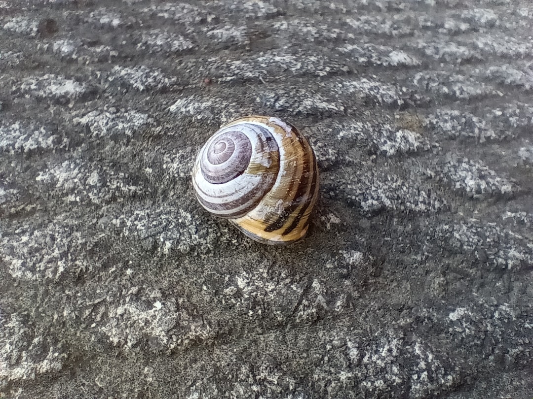 découvrez l'univers fascinant des escargots : leurs espèces variées, leurs habitats naturels, et leur rôle dans l'écosystème. apprenez tout ce qu'il faut savoir sur ces mollusques fascinants.