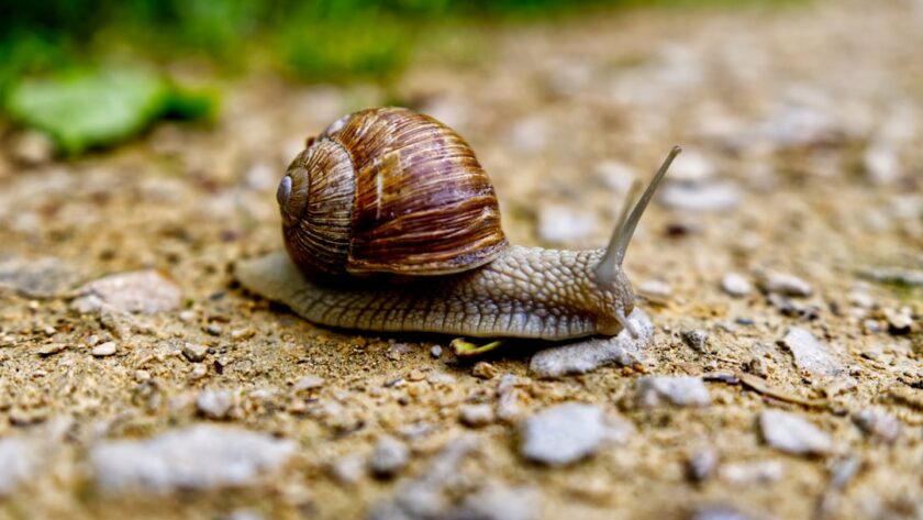 découvrez l'univers fascinant des escargots : leur biologie, leurs habitats et leur rôle dans l'écosystème. plongez dans le monde de ces créatures étonnantes et apprenez tout sur leur élevage, leurs bienfaits culinaires et les mythes qui les entourent.