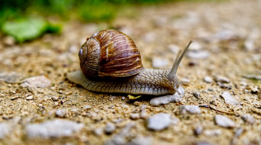 découvrez l'univers fascinant des escargots : leur biologie, leurs habitats et leur rôle dans l'écosystème. plongez dans le monde de ces créatures étonnantes et apprenez tout sur leur élevage, leurs bienfaits culinaires et les mythes qui les entourent.