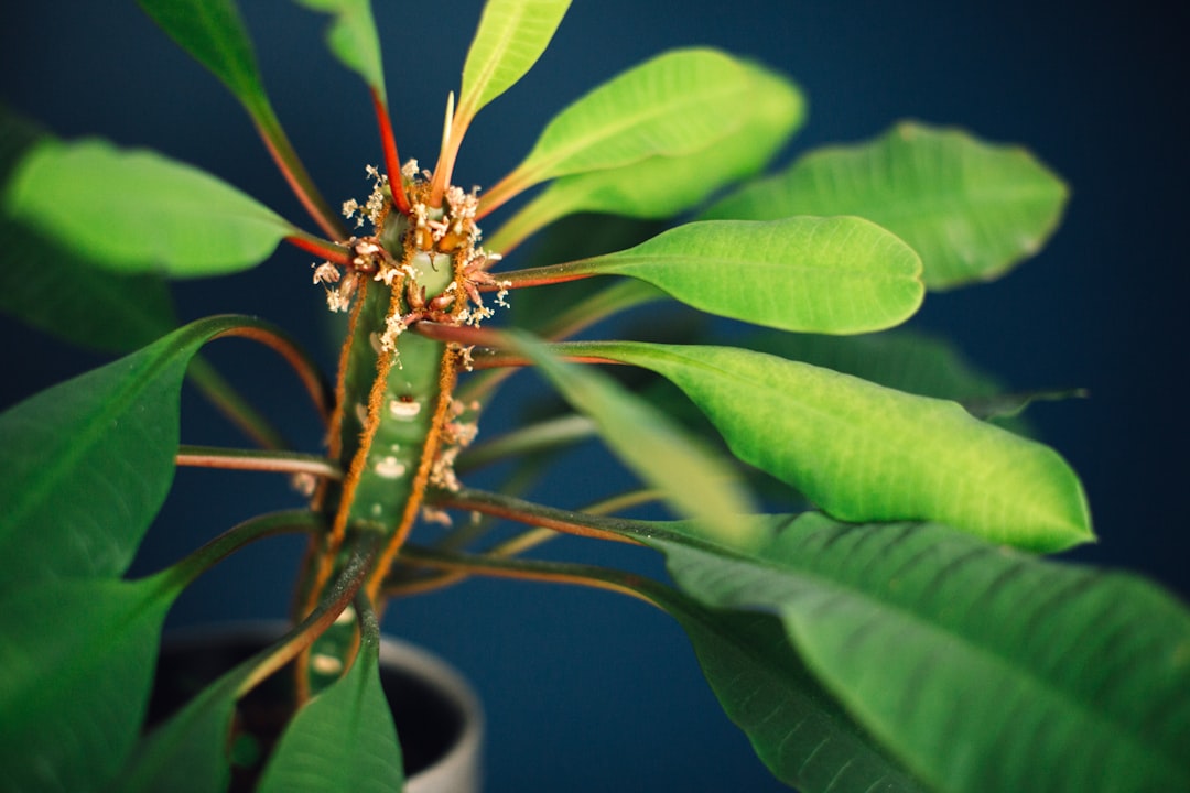 découvrez les plantes apaisantes qui aident à réduire le stress et à favoriser le bien-être. explorez notre sélection de plantes d'intérieur et d'extérieur, parfaites pour créer un environnement relaxant chez vous.