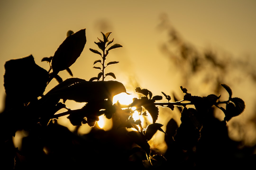 découvrez notre sélection de plantes anti-stress qui apportent sérénité et bien-être à votre intérieur. apprenez à choisir les meilleures variétés pour apaiser votre esprit et améliorer votre qualité de vie.
