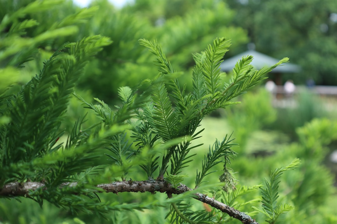 découvrez notre sélection de plantes anti-stress pour apaiser l'esprit et favoriser la détente. transformez votre intérieur en un havre de paix grâce à ces verdures relaxantes et bienfaisantes.