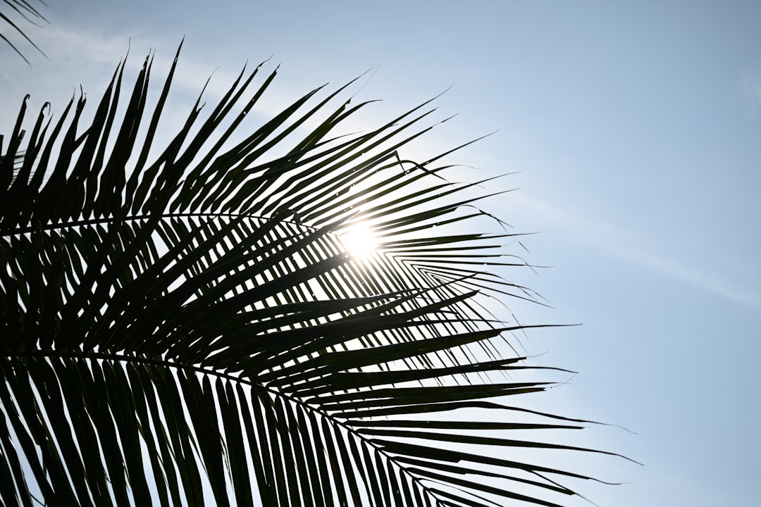 découvrez les solutions efficaces pour apaiser les coups de soleil. notre guide complet vous présente des remèdes naturels et des conseils pratiques pour soulager la douleur et favoriser la guérison de votre peau après une exposition au soleil.