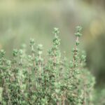 découvrez les multiples vertus du thym, cette herbe aromatique aux arômes envoûtants. apprenez à l'utiliser en cuisine, ses bienfaits pour la santé, et les astuces pour le cultiver dans votre jardin.
