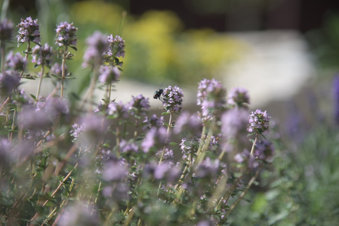 découvrez le thym, une herbe aromatique prisée en cuisine pour ses saveurs uniques et ses bienfaits pour la santé. apprenez à l'utiliser dans vos plats et explorez ses vertus médicinales.