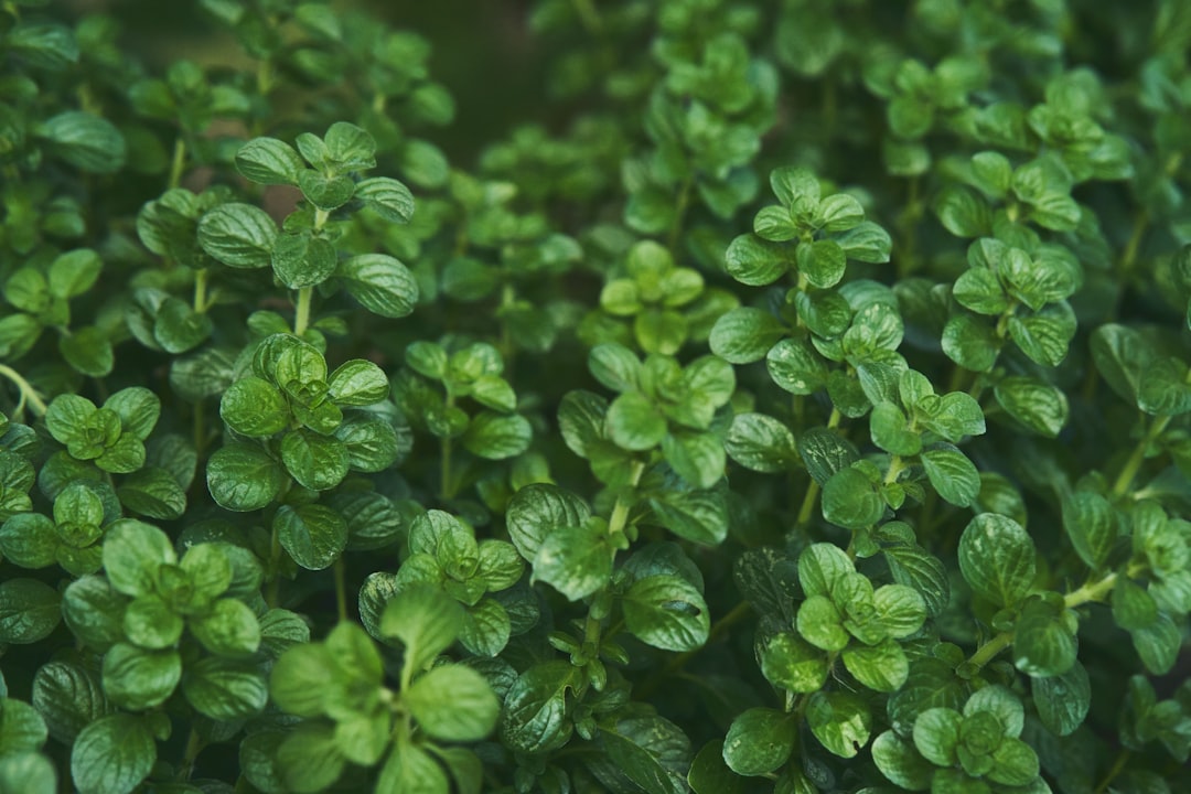 découvrez les bienfaits du thym, une herbe aromatique prisée pour ses propriétés culinaires et médicinales. apprenez à l'utiliser en cuisine, ses vertus pour la santé et comment l'intégrer dans votre quotidien.
