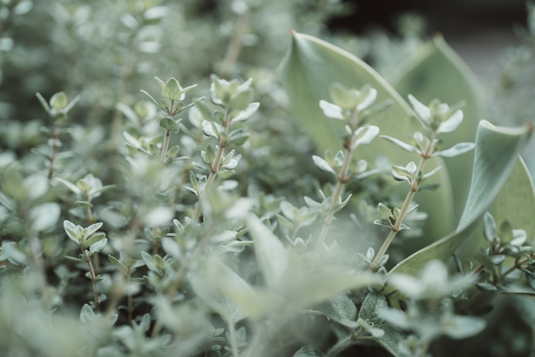 découvrez les bienfaits du thym, une herbe aromatique multifonctionnelle qui rehausse vos plats tout en offrant des propriétés médicinales. apprenez à l'utiliser en cuisine et à profiter de ses vertus pour la santé.