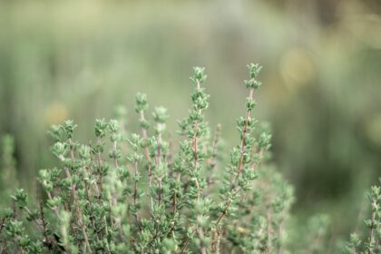 découvrez les multiples vertus du thym, cette herbe aromatique aux arômes envoûtants. apprenez à l'utiliser en cuisine, ses bienfaits pour la santé, et les astuces pour le cultiver dans votre jardin.