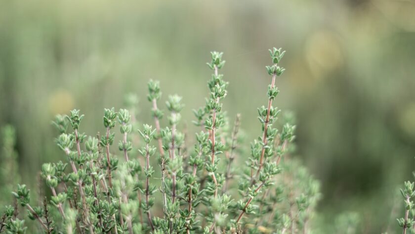 découvrez les multiples vertus du thym, cette herbe aromatique aux arômes envoûtants. apprenez à l'utiliser en cuisine, ses bienfaits pour la santé, et les astuces pour le cultiver dans votre jardin.