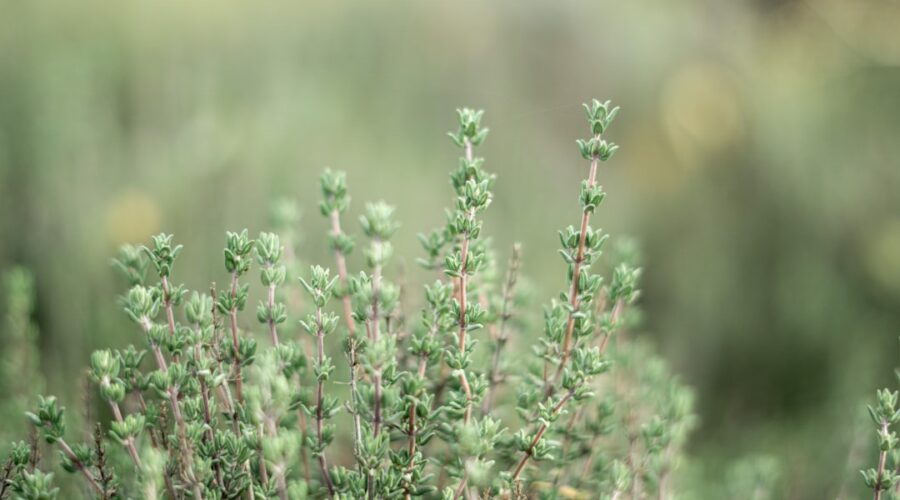 découvrez les multiples vertus du thym, cette herbe aromatique aux arômes envoûtants. apprenez à l'utiliser en cuisine, ses bienfaits pour la santé, et les astuces pour le cultiver dans votre jardin.