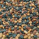découvrez le monde envoûtant des fèves de tonka, un ingrédient prisé en pâtisserie et en cuisine. leur arôme unique, aux notes de vanille et d'amande, sublimera vos plats sucrés et salés. plongez dans la magie de cet épice rare et laissez libre cours à votre créativité culinaire.