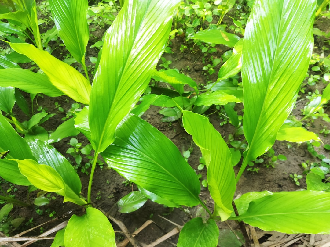 découvrez les bienfaits du curcuma, une épice aux propriétés anti-inflammatoires et antioxydantes. intégrez cette super épice dans votre régime alimentaire pour améliorer votre santé et votre bien-être.