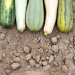 découvrez tout sur la courgette : ses bienfaits nutritionnels, des recettes savoureuses et des astuces de culture. apprenez à intégrer ce légume polyvalent dans votre alimentation pour un repas sain et délicieux.