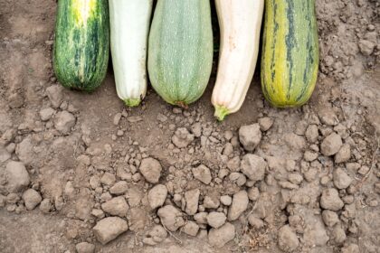 découvrez tout sur la courgette : ses bienfaits nutritionnels, des recettes savoureuses et des astuces de culture. apprenez à intégrer ce légume polyvalent dans votre alimentation pour un repas sain et délicieux.