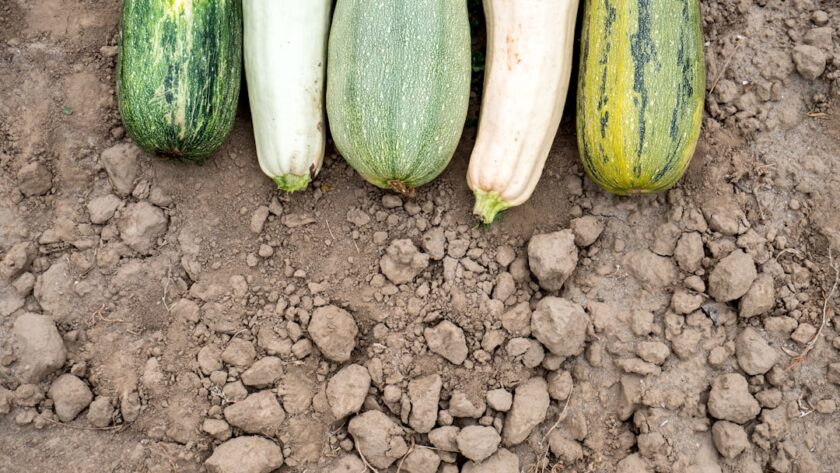 découvrez tout sur la courgette : ses bienfaits nutritionnels, des recettes savoureuses et des astuces de culture. apprenez à intégrer ce légume polyvalent dans votre alimentation pour un repas sain et délicieux.