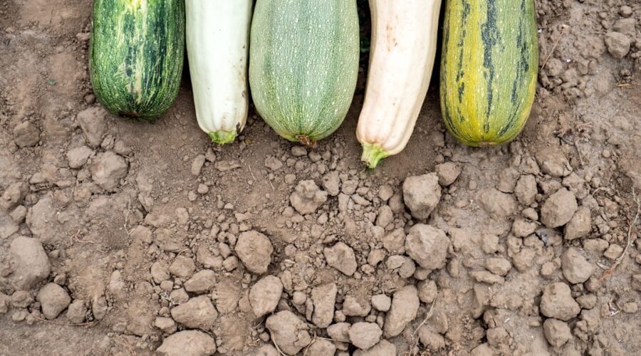découvrez tout sur la courgette : ses bienfaits nutritionnels, des recettes savoureuses et des astuces de culture. apprenez à intégrer ce légume polyvalent dans votre alimentation pour un repas sain et délicieux.